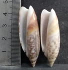 SHELL COLLECTION: AGARONIA LUTRARIA X2