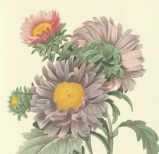 P. J. Redoute Print #9 Aster chinensis. Chinese Aster. Botanical Flower