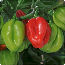 Hot Chilli Pepper  'Scotch Bonnet' x 3 Plug Plants for Potting on