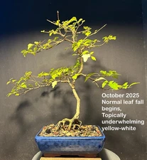 Bonsai Tree Japanese Musk Maple, Premna japonica, 15” tall Korean Quality Pot