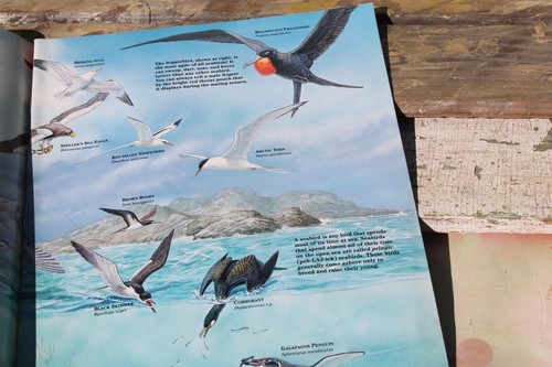 Seabirds ZOO BOOKS Picture Educational Magazine FREE SHIP! - Picture 3 of 7