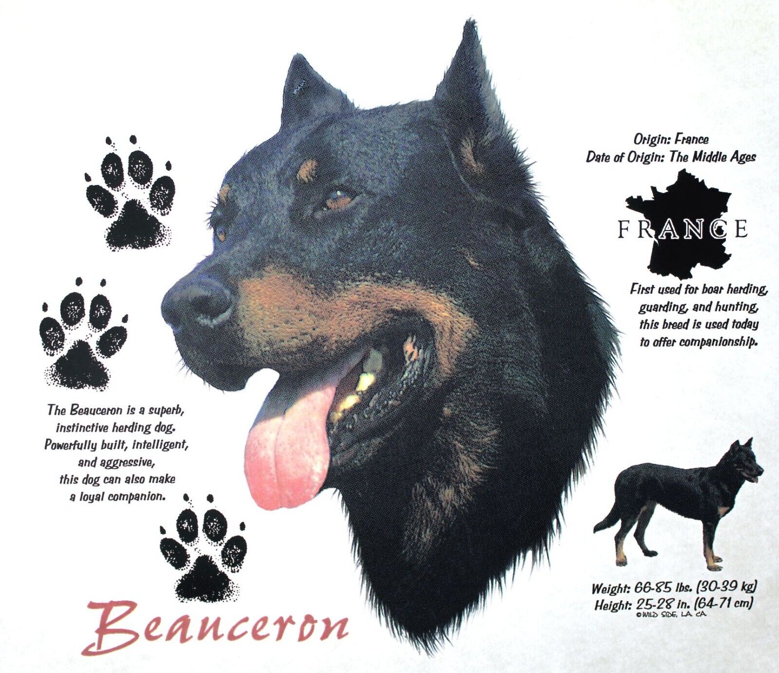 how much does a beauceron cost