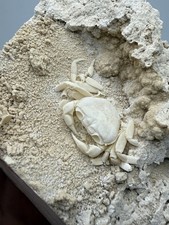 Crabe Fossile Potamon De Collection Authentique