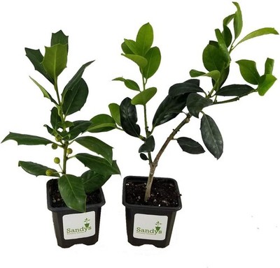 Ilex Nellie R Stevens Holly  3 inch Pot, Lot of 2