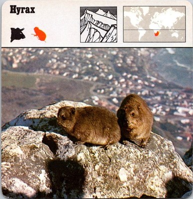 Animal World HYRAX Editions Rencontre Italy 1975 singles free ship