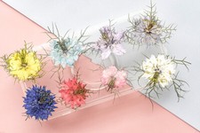 12PCS real Pressed dry Flower, dyed colors flower for art craft FSS24