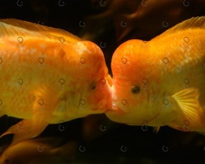 Fish Photo Digital Image Product Wallpaper Background Picture kissing