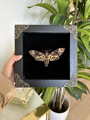 Framed Death's Head Moth Acherontia Lachesis Death's Head Hawk Moth