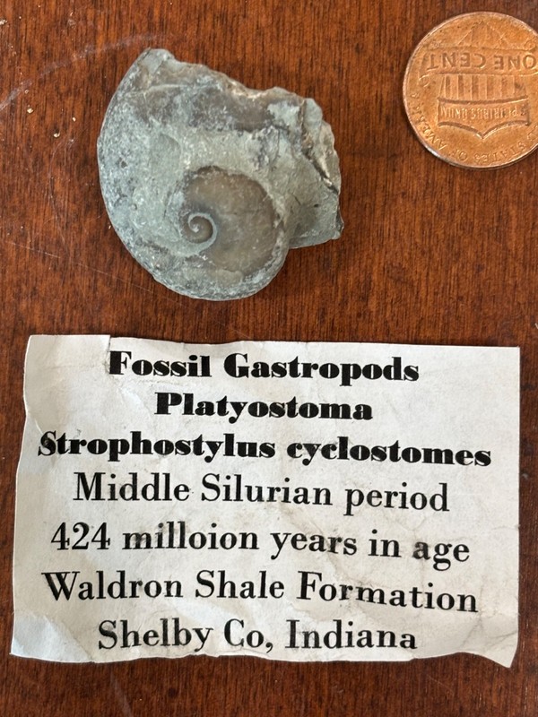 A Journey Through American Prehistory | Gastropod Fossils | Silurian to Pliocene