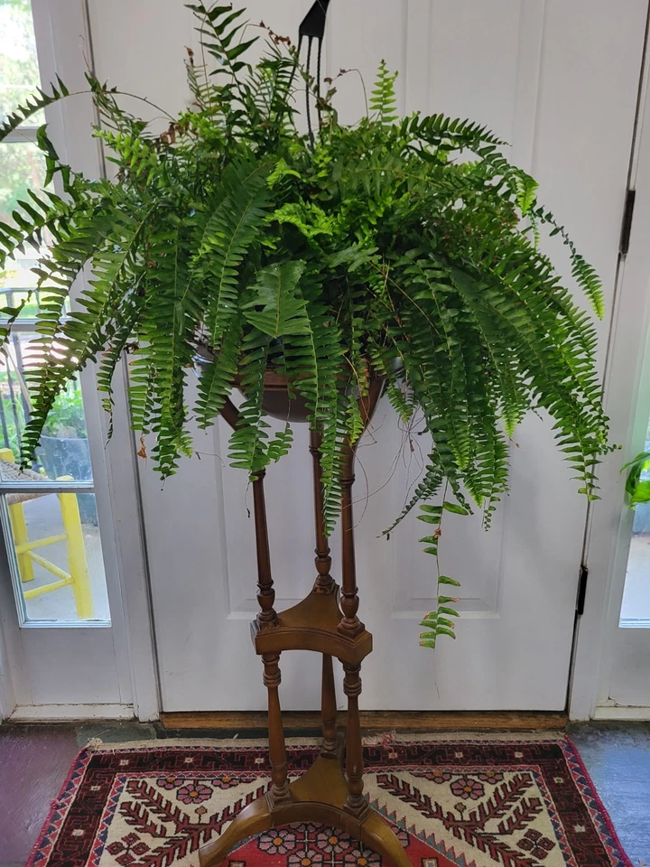 De Colección Años 70 80 Mayordomo Madera Planta Soporte Necana Mancha Tres Patas 36" Alto Foto 2 de 4