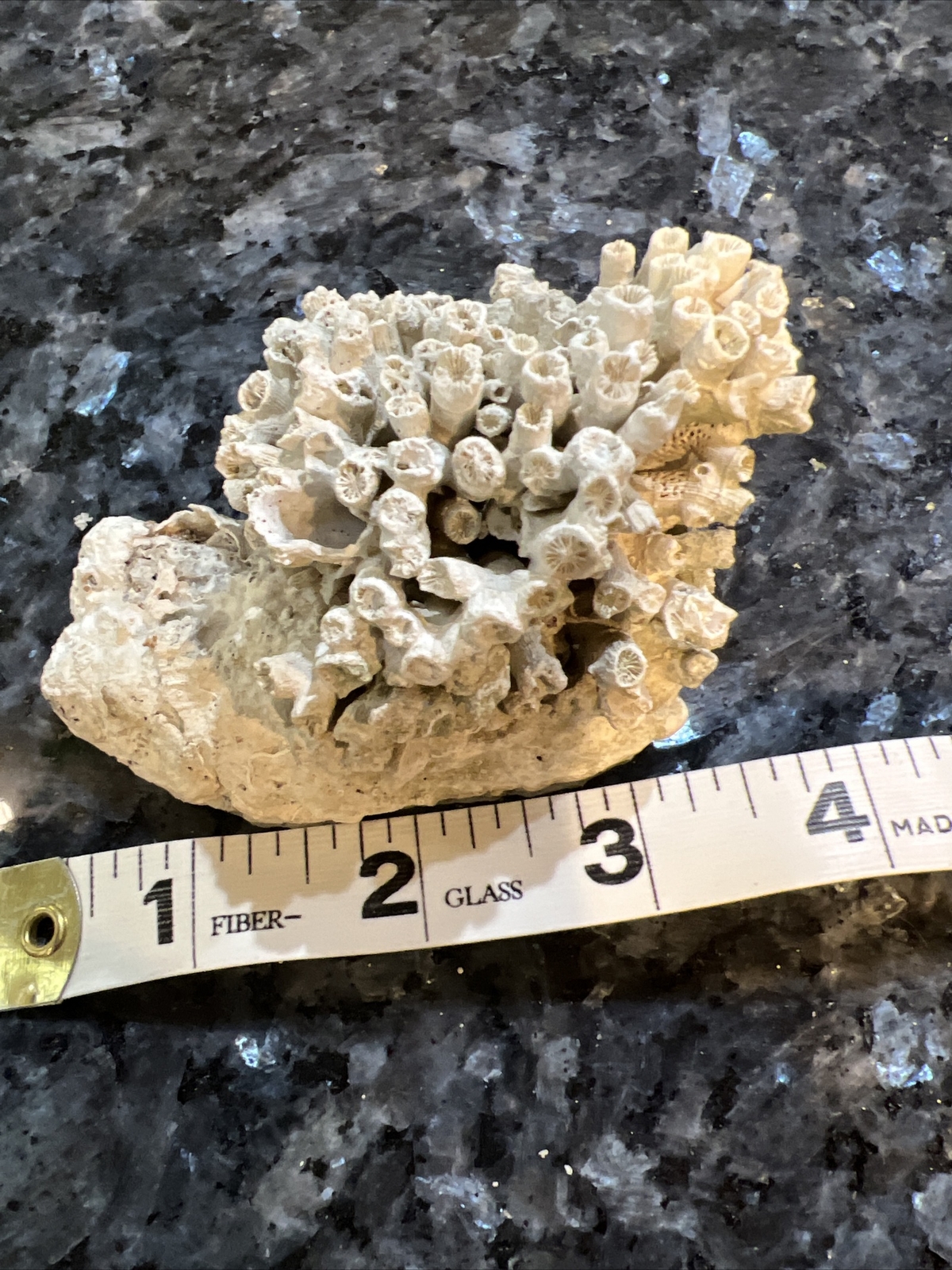 coral-on-scallop-shell-ebay-australia