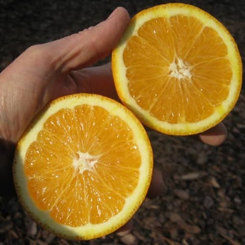 Glenn Navel Orange Grafted Plant Fruit Tree Tall 24 inchs - Picture 3 of 8
