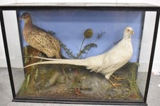 Vintage Taxidermy Albino White Pheasant & Common Pheasant in Glass Display Case