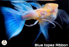 5 Breeding Pairs   Albino Sky Blue Topaz RB Fin C - High Quality Live Guppy Fish