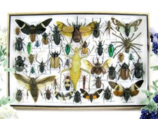 Bellissimi insetti imbalsamati veri XXL Showcase Taxidermy Entomology  -  XL38