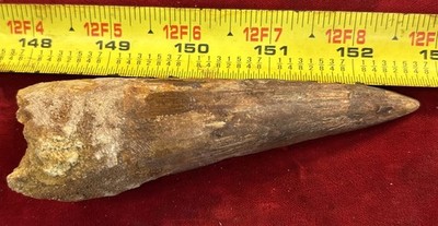 Authentic 4 3/4  Spinosaurus Tooth Fossil See Video