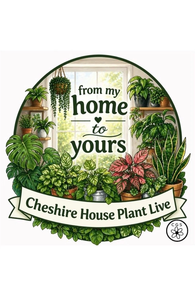 💚 House Plants 💚 Live Auctions ! £5 Starts 💚Giveaways ! 💚