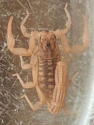 #ad Three 3 Baby Small Juvenile LIVE Devil Scorpions CB H.Spinigerus $15.99