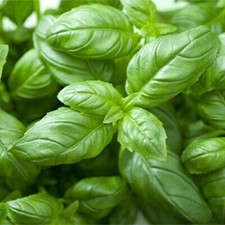 250 Graines - Basilic Genovese (Grand Vert) - Semences Paysannes - BIO