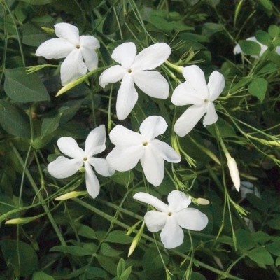 Jasmine Abs Essential Oil 100% Pure & Natural.Uncut or 30% diluted.5-10% off!