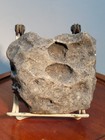 Fossil Footprint Theropod Grallator Jurassic Age — photo 1