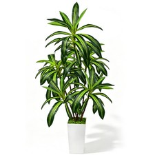 6FT Artificial Dracaena Tree with Tall White Planter Floor Plant for Home Office