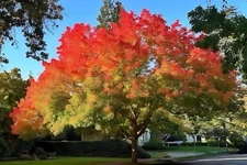 live Chinese Pistache tree 18” tall now beautiful autumn colors compact bonsai