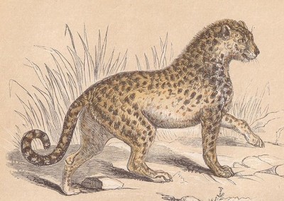 1851 Gepard Druck - antiker Tierdruck - Wandkunst - 6,65 x 4,75 cm