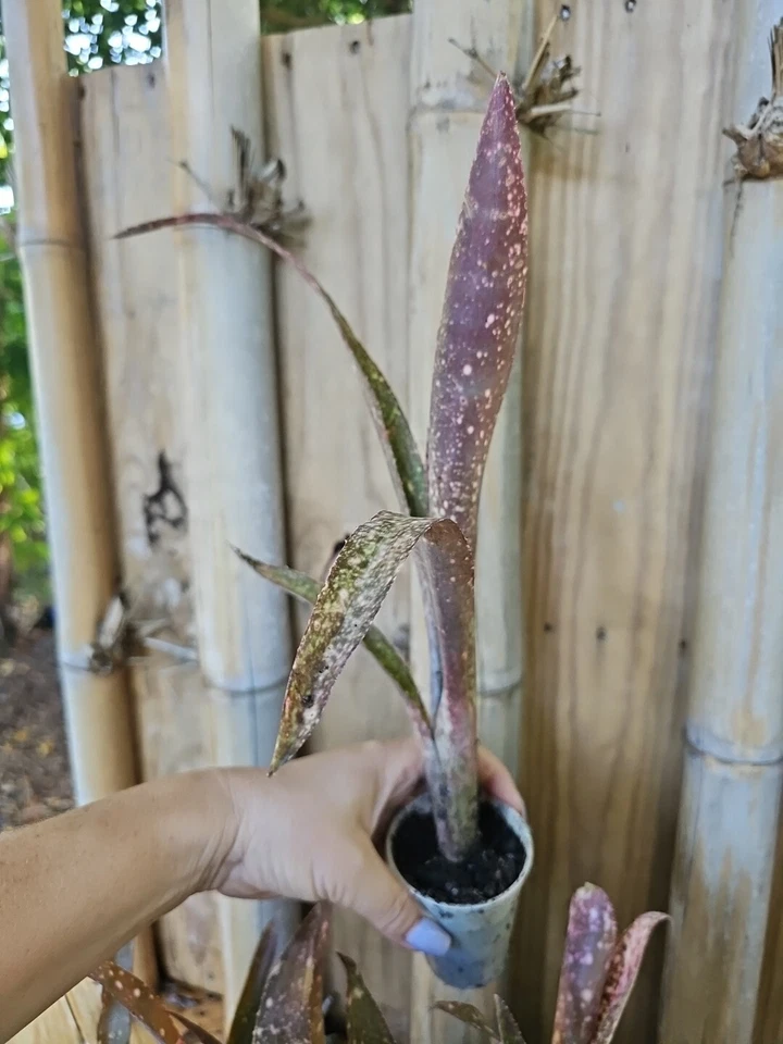 Bromeliad Billbergia Saundersi Pink Green Polka Dot Live Plant - Image 2 of 4