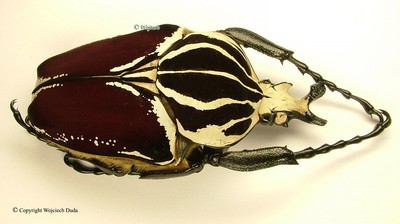 Goliathus goliatus apicalis - male, nice +80mm | eBay