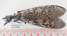 D33705. Insects, butterflies: Megaloptera sp. North Vietnam.