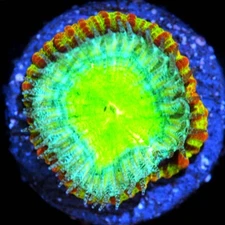 CORALS OF EDEN ~ Psycho Rim Favia Coral Frag ~Live Coral for Sale ~ LSP ~ SPS