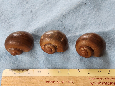 3 Small Authentic Florida Apple Snail Shell: Pomacea paludosa