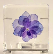 38mm "Nikko Blue" Hortensia Flower in Clear Resin Botany Herb Science Education