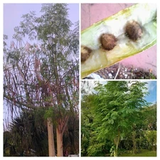  20 BIG Organic Moringa Oleifera Drumstick Seeds NON GMO Planting Super Food USA