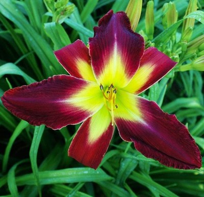 Daylily ~ MEGATRON ~ Gorgeous Huge 10''  Rebloomer ~  Daylilies Plants SF