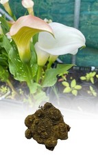 1-10 ZANTEDESCHIA WHITE CALLA (ARUM)LILY SIZE 24/26 LARGE BULBS SUMMER FLOWERING