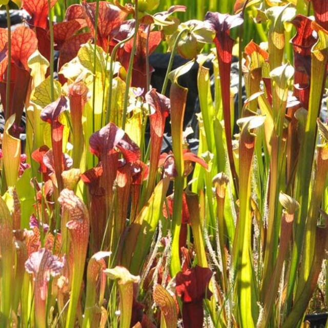 Sarracenia Mixture Pack - 50 Seeds - North American Carnivorous Pitcher Plant