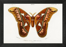 Attacus Atlas Moth Attacus Framed Wall Art Poster Canvas Print Picture