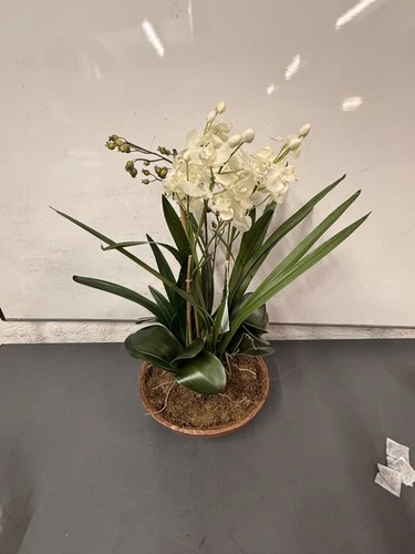 Uttermost Hand-Painted Garden of Moth Orchid Planter, Natural Brown Dish # 60039 - Picture 7 of 9