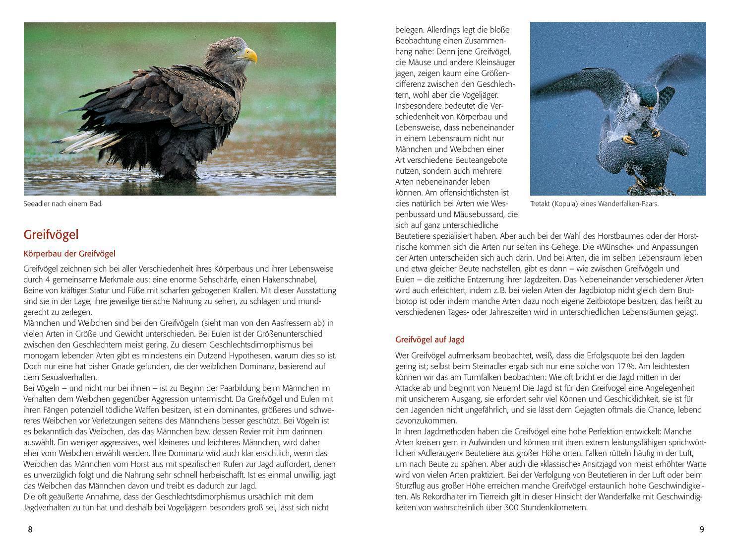 Thumbnail - Walther Thiede | Blv Greifvögel & Eulen | Taschenbuch | Deutsch (2019)