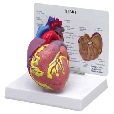Heart GPI Anatomical Model MOST POPULAR LFA #2500 Make Us an Offer! See VIDEO!