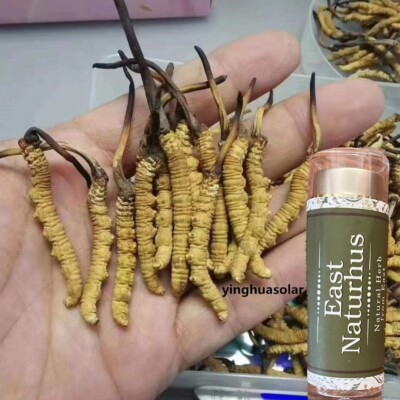 100% Natural Tibet 1g(4pc) Whole Wild Cordyceps Sinensis Superfood