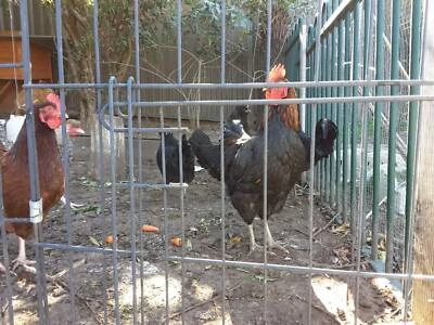 Selling Chickens Roosters Livestock Gumtree Australia North
