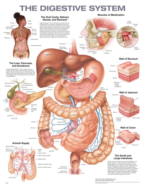 The Digestive System Anatomical Chart by Anatomical Chart Company 9781975243265