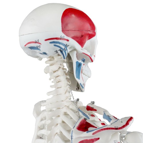 Esqueleto humano Vision Scientific tamaño medio - 33 € (84 cm) con músculos - Imagen 5 de 7