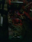 Tony Hawk 31" Limited Edition Signature Series Skateboard — photo 3