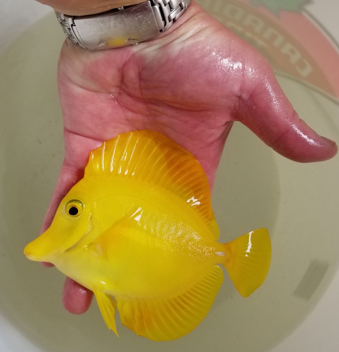 Saltwater Yellow Tangs (Zebrasoma flavescens) 2-3” READ DESC