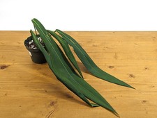 Anthurium pallidiflorum with ONE or more 12-24" Leaves Pendant Strap - 4 inch