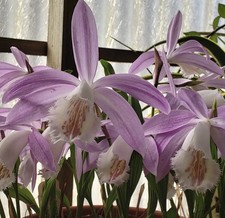 Pleione formosana 'Palo Alto' - Orchid Bulb/Seedling